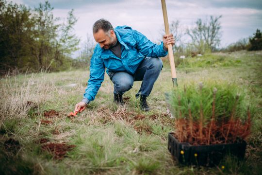 A man is planting a tree
